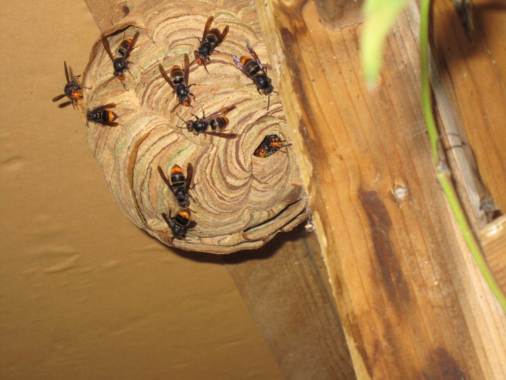 2013 Nid de Frelons Asiatique à St Coulomb