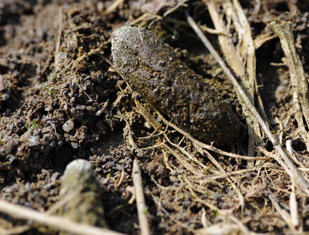 Crottes de Ragondin