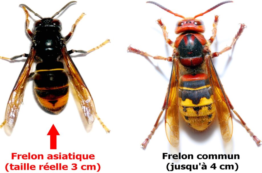 Différence Frelon Asiatique à G & Commun à D