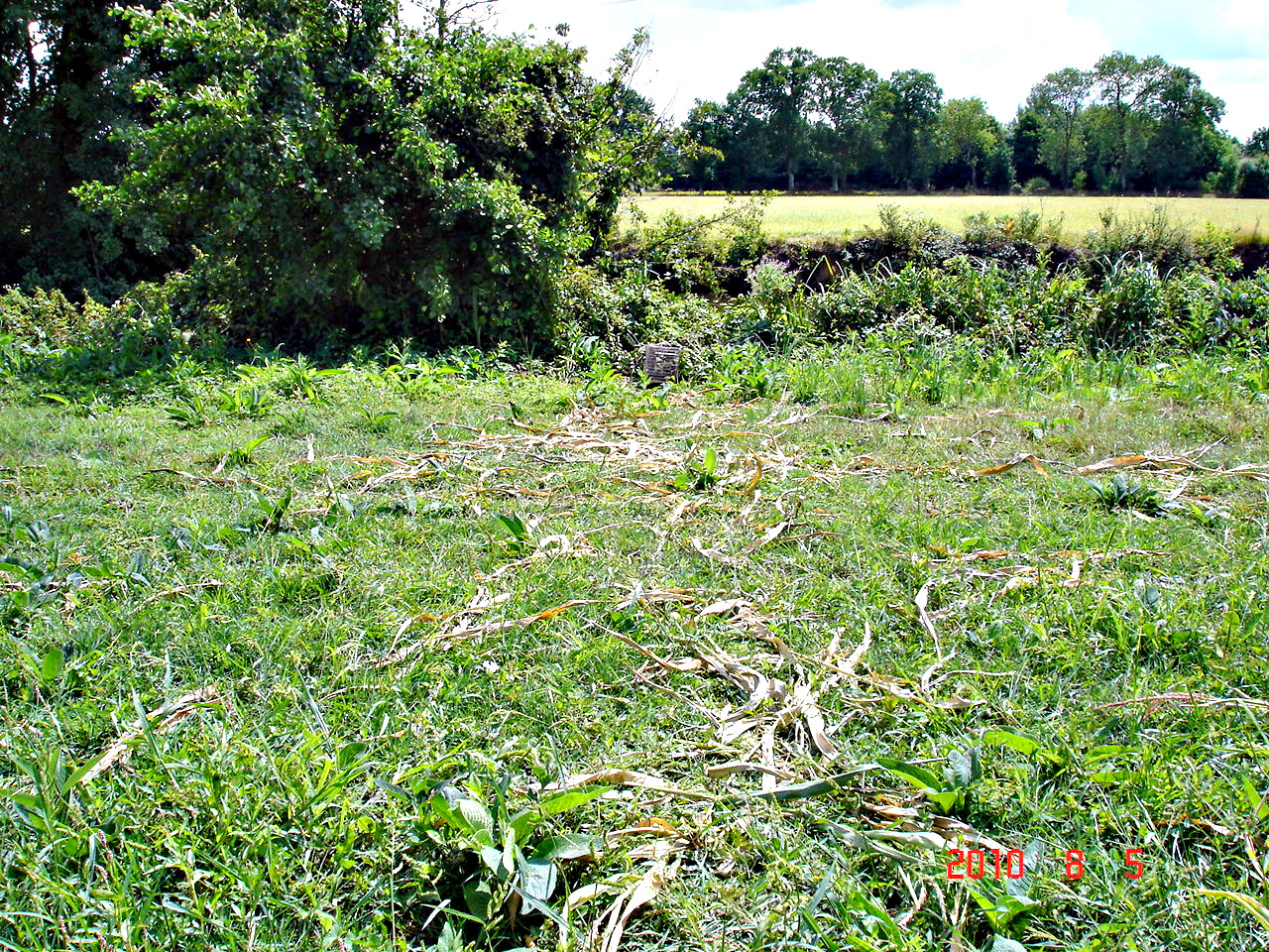 Destruction de Maïs mangé