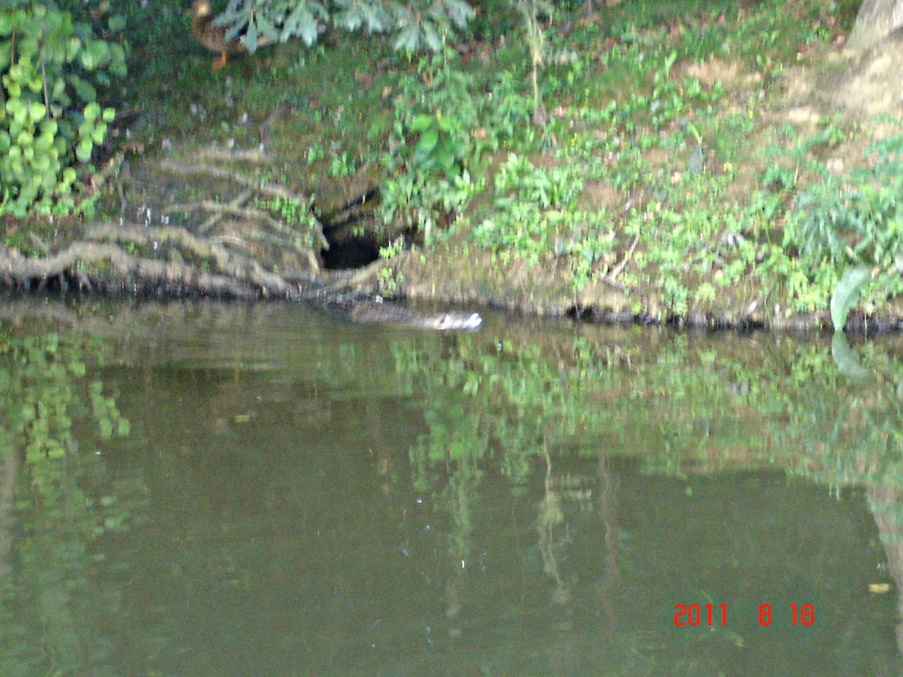 Ragondin sur le plan d'eau de Betton