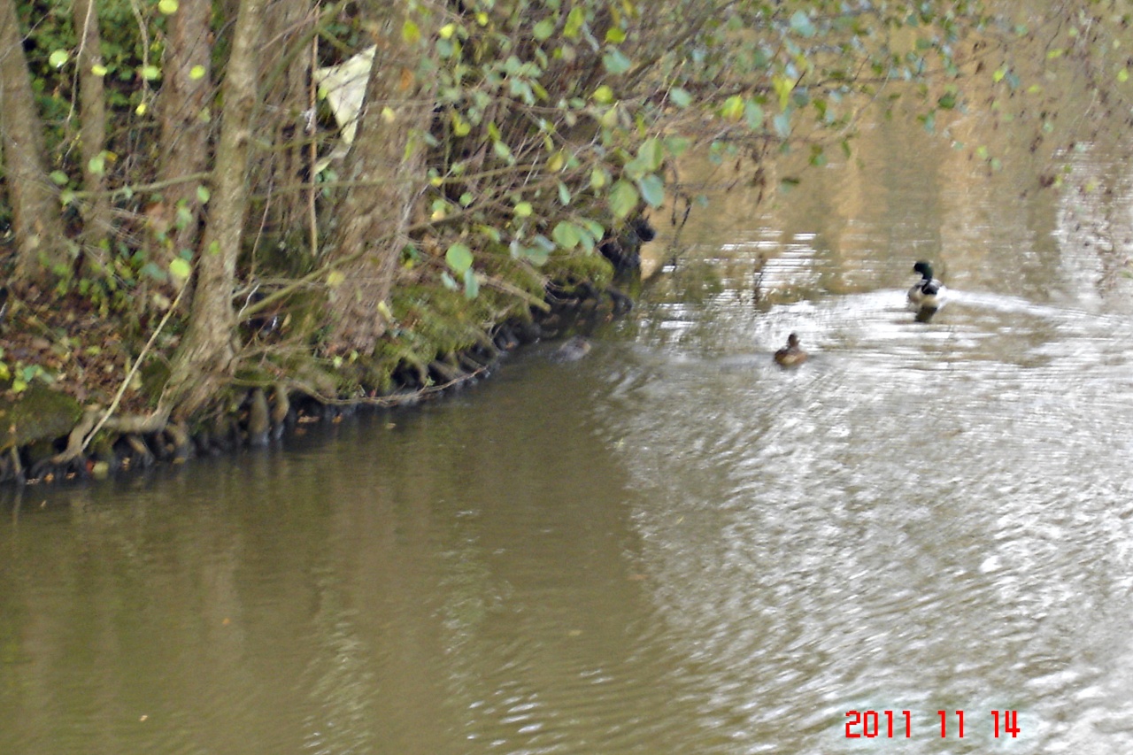 Ragondin sur le plan d'eau de Betton