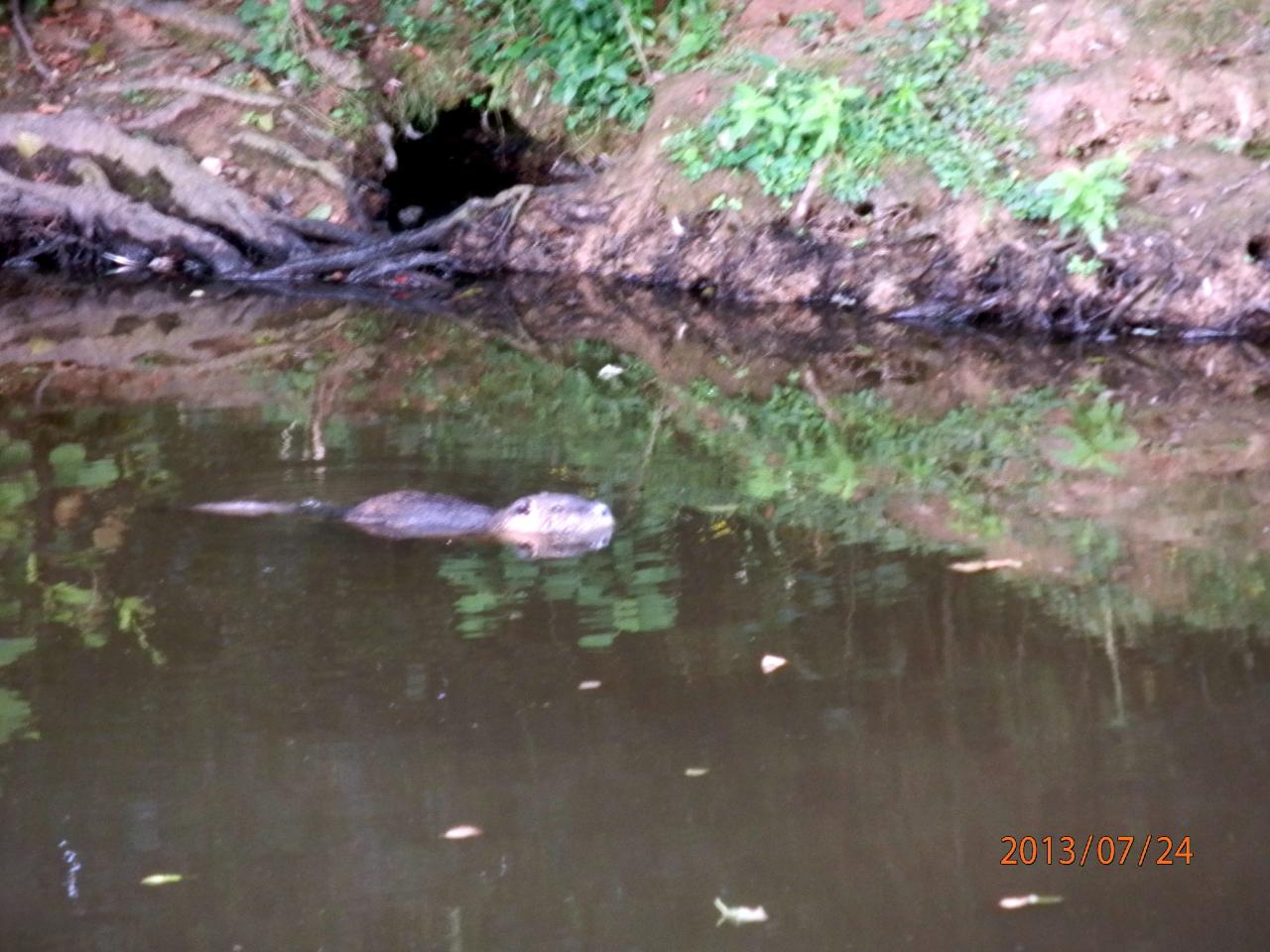 Ragondin plan d'eau de Betton