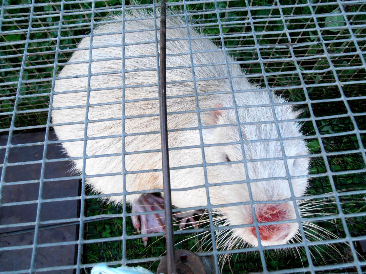 Capture d'un Ragondin Albinos par le Président Pierre LORET