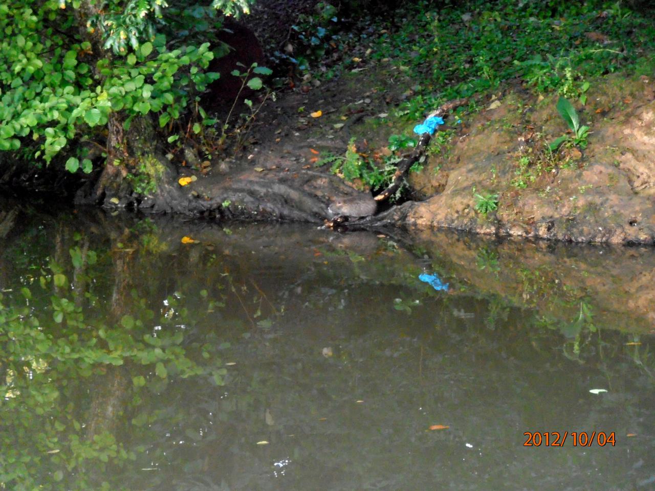 Ragondin au Plan d'eau de Betton