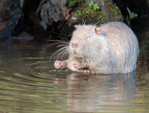 Ragondin Albinos