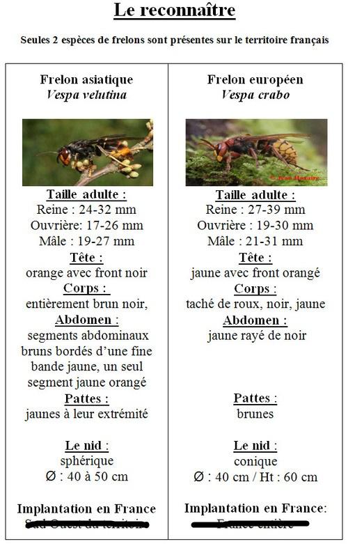 2016 comparatif du frelon europeen du frelon asiatique