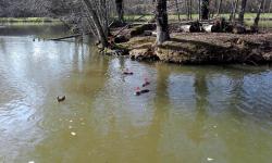 3 ragondins dans l'eau et 1 sur la terre