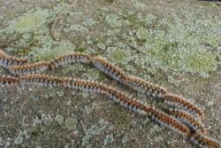 Chenille processionnaire