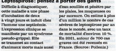 Le ragondin et la Leptospirose